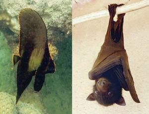 COURTESY SUSAN SCOTT
                                My baby batfish, and Trevor, the baby fruit bat.