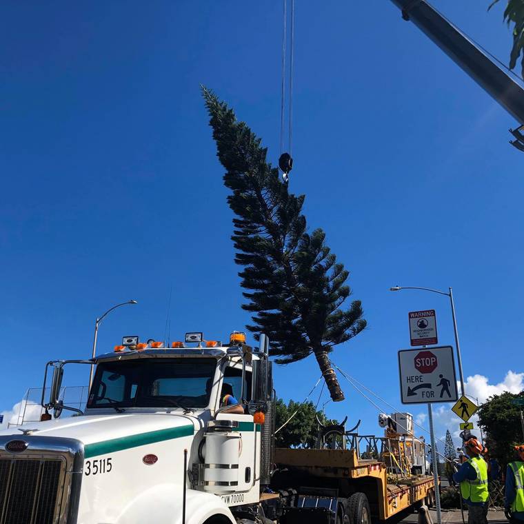 COURTESY CITY AND COUNTY OF HONOLULU
                                A Norfolk pine was transported to Kapolei Hale on Wednesday.