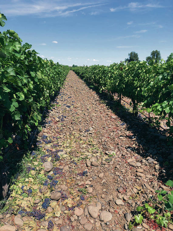 ASSOCIATED PRESS
                                Wine grapes grow amid the stones in the River Rock Vineyard in Milton-Freewater, Ore. In the past five years, the wineries of the Walla Walla Valley have drawn international accolades for the reds produced from the unique soil.