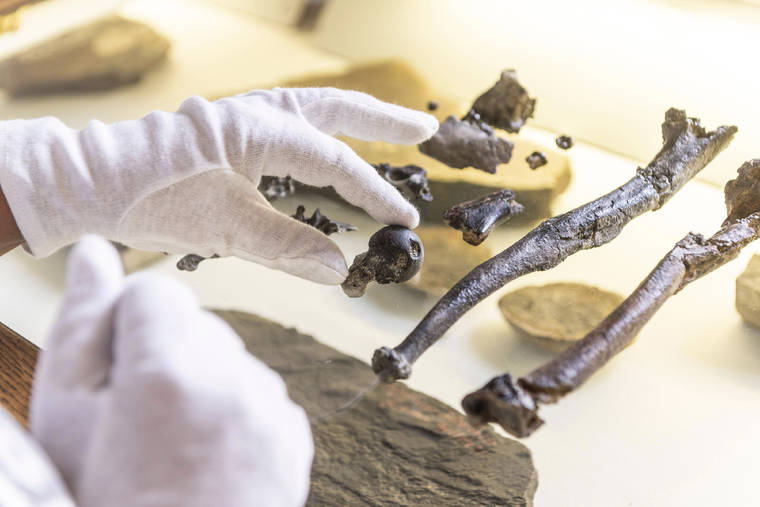 ASSOCIATED PRESS
                                A man held bones of the previously unknown primate species Danuvius guggenmosi in his hand in Tuebingen, Oct.17. Palaeontologists have discovered fossils in southern Germany that shed new light on the development of the upright corridor.
