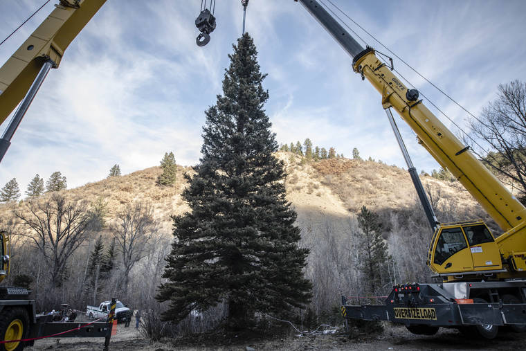 ASSOCIATED PRESS
                                The 2019 U.S. Capitol Christmas Tree tree cutting ceremony took place today, just on the east side of Red River, New Mexico. This year’s Capitol Christmas tree is a 60 foot tall, 68 year -old blue spruce, which was selected from the Questa Ranger District of the Carson National Forest.