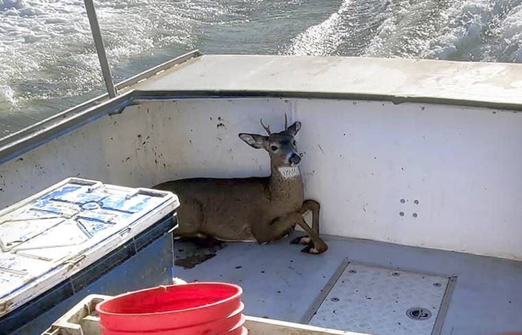 COURTESY JARED THAXTER
                                A deer that was rescued from the ocean five miles off shore from Harrington, Maine, rests in a boat on its way back to shore on Nov. 4. Lobsterman Ren Dorr and his crew saw the 100-pound buck bobbing in the water, hauled it aboard and returned to shore where the deer was released in Harrington.