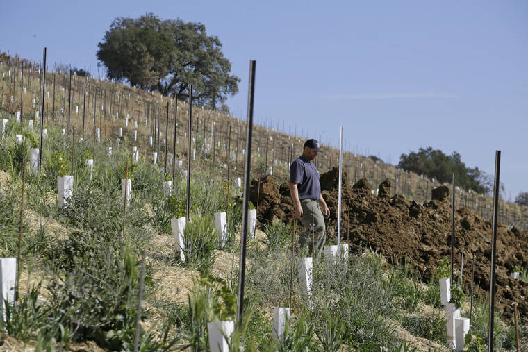 In this Wednesday, Nov. 6, 2019 photo, partner Bret Munselle of Munselle Vineyards walks down the hillside where he lost about half of the young vines he had planted before a fire raged through the upper part of his ranch in Geyserville, Calif. It could have been much worse if mature vineyards were more appealing to fire. Water-rich vines and grapes planted in plowed rows don’t offer them much fuel, he said. “My family has lived on this property for 130 years,” Munselle said. “We’ve never seen it burn from the tops of mountains to the valley floor.” (AP Photo/Eric Risberg)