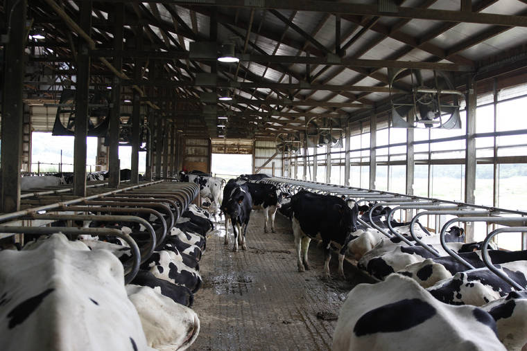 ASSOCIATED PRESS
                                Cows stood in stalls at a dairy farm, in June 2017, in Sauk City, Wis. Americans are not drinking milk like they used to for a number of reasons, the most prevalent being that there is so much more to choose.