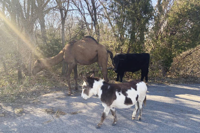 COURTESY GODDARD POLICE
                                A camel, donkey and a cow were found roaming together along a road near Goddard, Kan., on Sunday. After police asked for help over social media, authorities have learned the animals belonged to an employee of the nearby Tanganyika Wildlife Park.