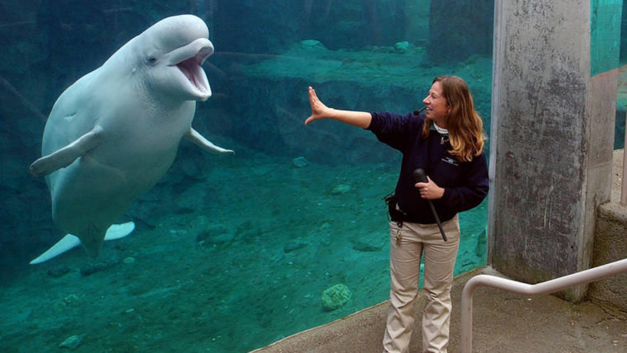 A Beluga Whale & Dolphin Have Reportedly Died At MarineLand Canada