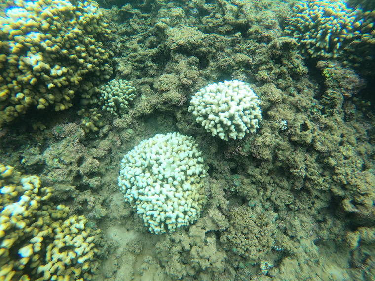 COURTESY DLNR
                                Teams conducting surveys found evidence of coral bleaching at Kaneohe Bay.