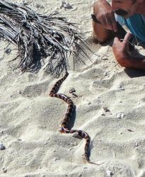 COURTESY SUSAN SCOTT
                                New Caledonia residents succeed in educating people to respect their sea kraits. Here a visitor drops to the ground to admire a “tricot raye” crawling ashore for a rest.