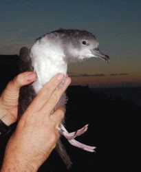 COURTESY SUSAN SCOTT
                                Researcher David Hyrenbach holds a newly banded (right leg) wedge-tailed shearwater chick at Freeman Preserve in Black Point.