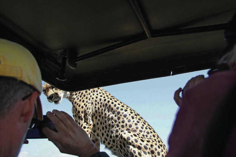 TRIBUNE NEWS SERVICE
                                With just air between them, a cheetah eyeballs passengers after jumping onto their safari jeep in Serengeti National Park in Tanzania.
