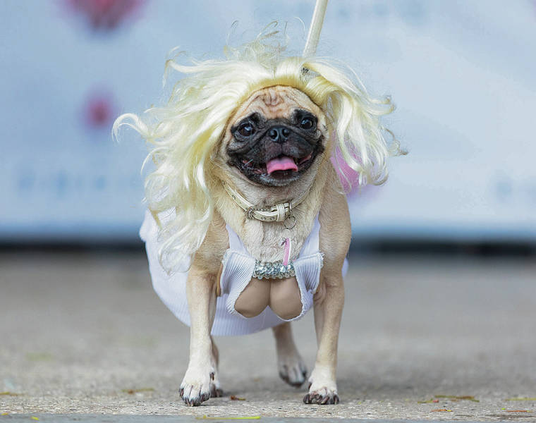 COURTESY THE SHOPS AT WAILEA
                                A pug was strutted in a Marilyn Monroe get-up.