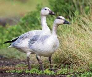 COURTESY ROBERT WEBER
                                Snow geese of Kaena Point.