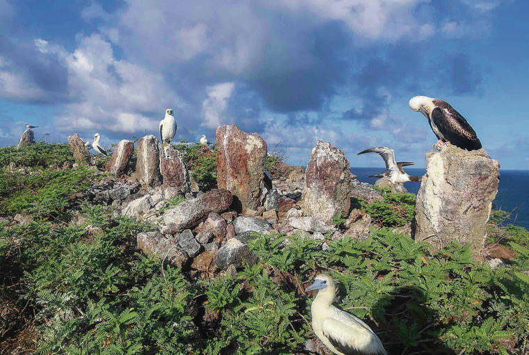 COURTESY KALA MOSSMAN
                                Redfooted boobies gather around pahu manamana, clusters of standing stones, on Mokumanamana. Each stone is aligned with a particular star or constellation.