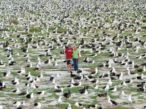 Courtesy Martha Brown
                                Some birds die with plastic in their stomachs, and those sad photos stick in the mind. But when the subject of Midway comes up, remember instead this photo of me (Susan Scott), Craig and some of our million or so albatross friends.