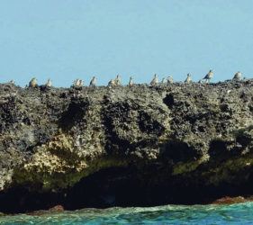 COURTESY SUSAN SCOTT
                                Kolea lined up on the reef wall at Midway Atoll.