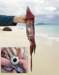 COURTESY SUSAN SCOTT
                                The mystery squid from Lanikai Beach. Inset shows the squid’s teeth that line the rim of the tentacles’ suckers, which encircle its black beak.