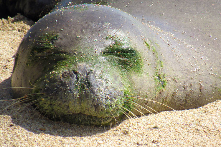 COURTESY HAWAII MARINE ANIMAL RESPONSE
                                RO28, or Pohaku, slept on a West Oahu beach and was looking a little green prior to molting.
