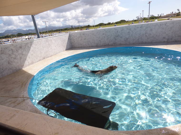 COURTESY NOAA FISHERIES
                                Pohaku swims in the pool at NOAA’s Ford Island facility. The female monk seal is recovering from toxoplasmosis, a parasitic disease spread by cat feces. She has survived longer than any other monk seal diagnosed with the disease, but faces a long road to recovery.