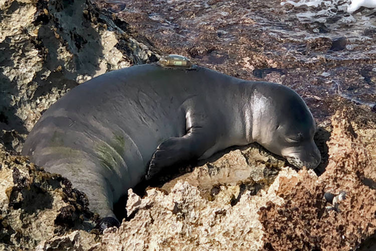 COURTESY HAWAII MARINE ANIMAL RESPONSE
                                RKC1, or Sole, rested on a rocky shoreline shortly after his release from rehabilitation.