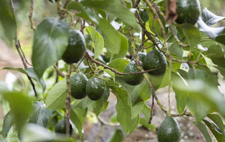 CINDY ELLEN RUSSELL / CRUSSELL@STARADVERTISER.COM
                                Green Gold avocados grow in one of the orchards at Barels Avocado farm in Haleiwa.
