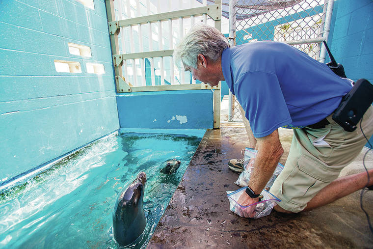 DENNIS ODA / DODA@STARADVERTISER.COM
                                Jeff Pawloski, Sea Life Park curator, shows where Niblet and Brawler were being held during their quarantine.