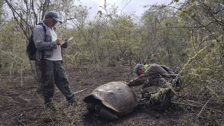 TUI DE ROY/GALAPAGOS NATIONAL PARK VIA AP / JAN. 25
                                Park workers inspecting a tortoise near Wolf Volcano on Galapagos Islands, Ecuador. The National Park announced on Friday, Jan. 31 that an expedition to the foothills of the highest active volcano in the Galapagos Islands located a young female tortoise and she is a direct descendant of a giant tortoise species considered extinct.