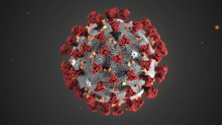 CDC VIA ASSOCIATED PRESS
                                An illustration of the 2019 Novel Coronavirus (2019-nCoV). Two asylum seekers from China were taken into custody at the airport by the U.S. Immigration and Customs Enforcement while trying to enter Hawaii.