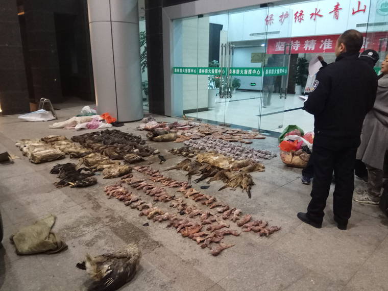 ANTI-POACHING SPECIAL SQUAD VIA AP / JAN. 9
                                Police look at items seized from store suspected of trafficking wildlife in Guangde city in central China’s Anhui Province. As China enforces a temporary ban on the wildlife trade to contain the outbreak of a new virus, many are calling for a more permanent solution before disaster strikes again.