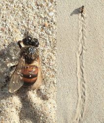 COURTESY SUSAN SCOTT
                                A salt-sprayed honeybee got sand stuck to its body and wings and left a staggering trail, right, at Kailua Beach.