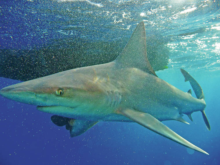 JAMM AQUINO / 2008
                                A sandbar shark swims in the ocean 3 miles offshore from Haleiwa.