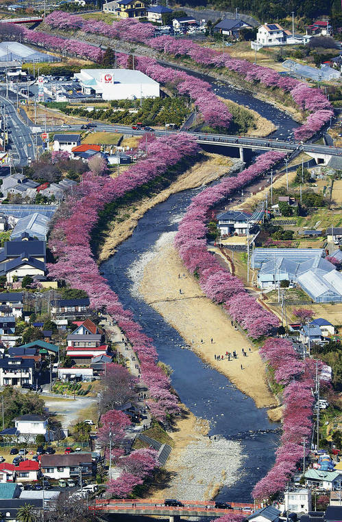 JAPAN NEWS-YOMIURI
                                <strong>EARLY </strong><strong>BLOOMERS</strong>: Kawazu-zakura cherry trees, which are known to bloom early during cherry blossom season, are nearing their peak in the city of Kawazu, located on the east coast of the Izu Peninsula, south of Tokyo. Tourists enjoy viewing the thousands of cherry trees with deep pink blossoms that grow along the Kawazu River. This year, due to the warm winter, the trees began blooming about a week earlier than usual.