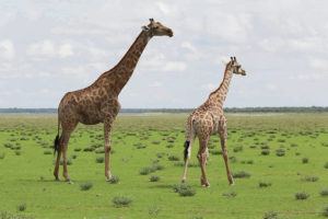 TRIBUNE NEWS SERVICE
                                A couple of giraffes strike a pose in Etosha National Park.
