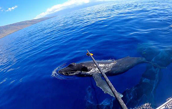 COURTESY NOAA PERMIT #21476
                                Rare nursing and other interactions between seven newborn humpback whale calves and their mothers has been recorded in sweet, stunning photos and videos as part of a new study in the whales’ breeding waters off Maui.