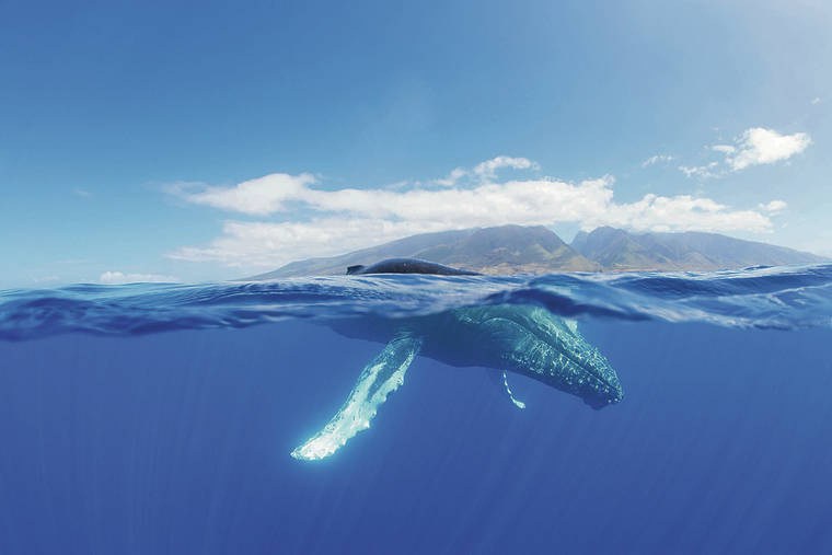 COURTESY JASON MOORE VIA NOAA PERMIT NO. 15240
                                An adult North Pacific humpback whale swims in breeding and calving waters off Maui; the migration back to Alaska feeding grounds starts in spring.