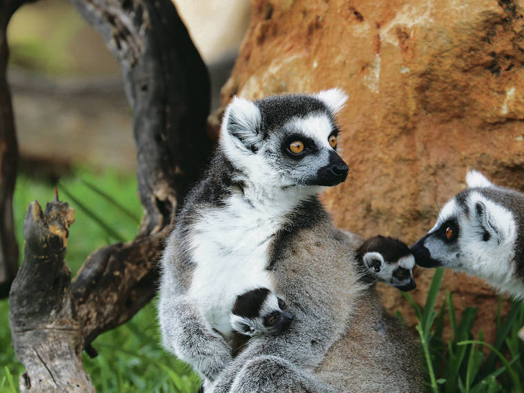COURTESY HONOLULU ZOO
                                Twin ring-tailed lemurs were born on April 18 to Remi, a 5-year-old female, and Finn, a 4-year-old male, at the Honolulu Zoo. Their 10-month old brother, Clark, was born at the Honolulu Zoo on June 10.