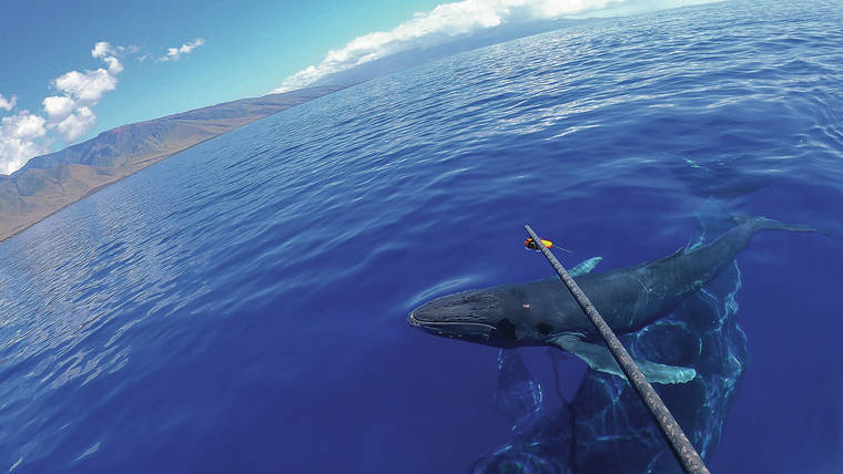COURTESY UNIVERSITY OF HAWAII-MANOA MARINE MAMMAL RESEARCH PROGRAM VIA NOAA PERMIT NO. 21476
                                Researchers use a boom to place a yellow suction-cup tag on a calf while its mother hovers below.