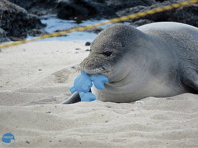 COURTESY HAWAII MARINE ANIMAL RESPONSE
                                Hawaiian monk seal pup Nohea, also known as PO2, is shown holding debris in her mouth.
