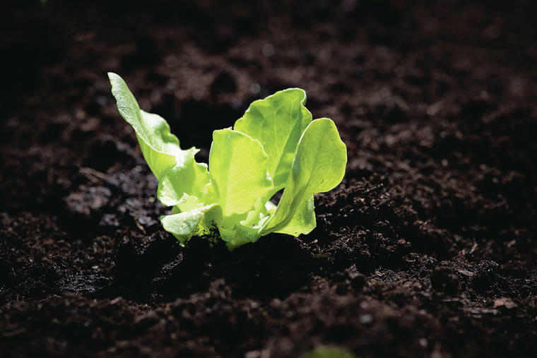 https://www.staradvertiser.com/wp-content/uploads/2020/05/web1_lettuce-seedling-4134906_1920.jpg