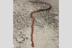 COURTESY MAUI POLICE DEPARTMENT
                                This photo shows a dead corn snake that was found Friday on Maui.