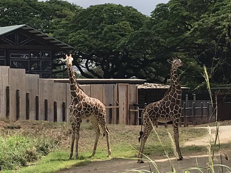 COURTESY HONOLULU ZOO
                                Neelix and Sandi, a pair of reticulated giraffes, finished their 30 days in quarantine after being transferred from the Albuquerque Biological Park in New Mexico,