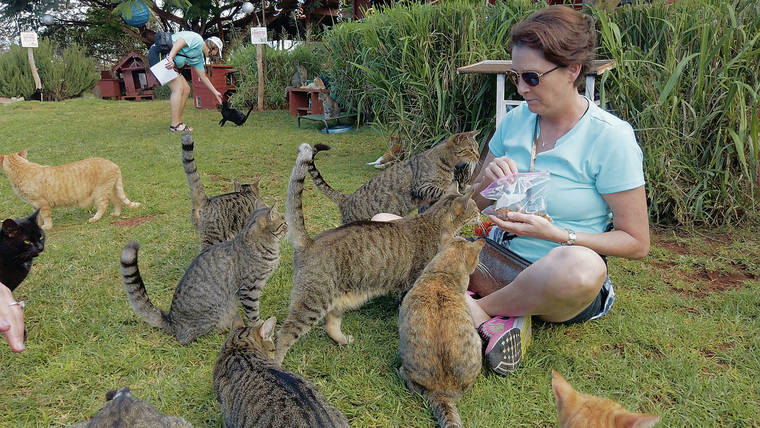 COURTESY LANAI CAT SANCTUARY
                                A visitor feeds cats at the Lanai Cat Sanctuary. The sanctuary closed in mid-March because of the new coronavirus.