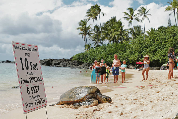 JAMM AQUINO / JAQUINO@STARADVERTISER.COM
                                Visitors kept their distance from green sea turtle “Sapphire” on Thursday at Laniakea Beach. The normally crowded beach has not seen a lot of visitors during the state’s lockdown.