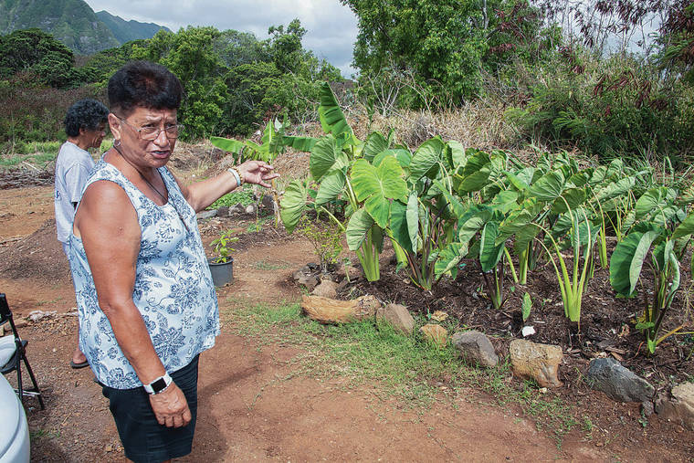 CRAIG T. KOJIMA /CKOJIMA@STARADVERTISER.COM
                                Blanche McMillan points to a garden that the encampment members planted themselves. McMillan plans to build 100 more homes on state land. The state, meanwhile, says those plans were never allowed.
