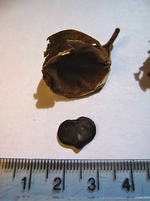 COURTESY ANNA PALOMINO
                                A heart-shaped seed of a Kanaloa kahoolawensis compared with the size of a seed pod.