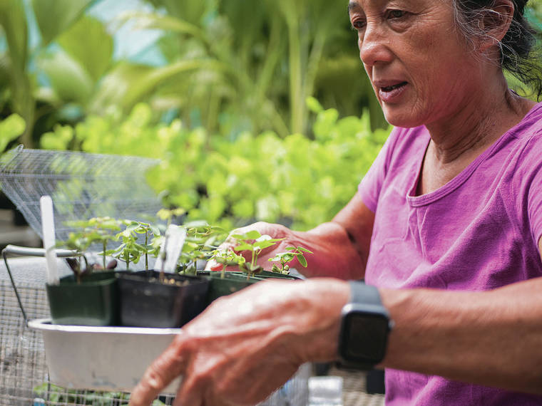 MARK LADAO / MLADAO@STARADVERTISER.COM
                                Horticulturist Anna Palomino takes a tray of Kanaloa kahoolawensis seedlings from an old bird cage. She is caring for the 23 seedlings, all of which germinated within the last three months, above.