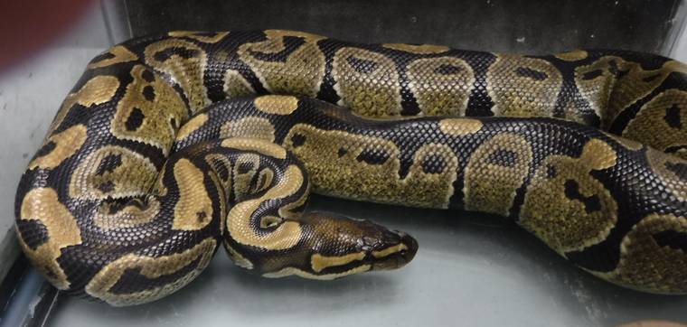 COURTESY HAWAII DEPT. OF AGRICULTURE
                                An ambulance crew captured this live, ball python snake in Hilo and turned it in to authorities early Monday morning near Old Airport Road.