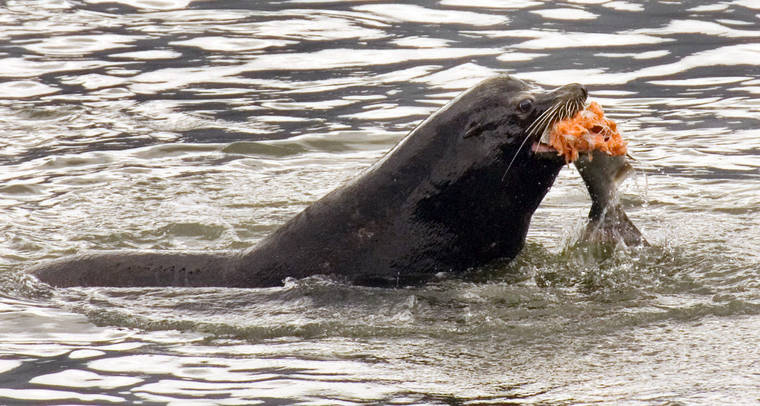 ASSOCIATED PRESS / 2008
                                A sea lion eats a salmon in the Columbia River near Bonneville Dam in North Bonneville, Wash.