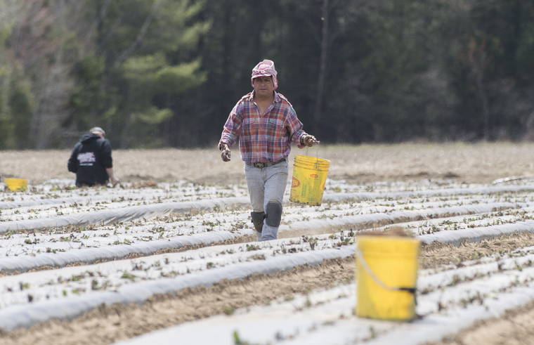 ASSOCIATED PRESS
                                A temporary worker from Mexico plants strawberries on a farm in Mirabel, Quebec, in May as the COVID-19 pandemic continued in Canada and around the world.