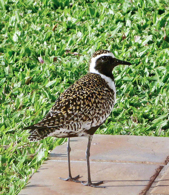 STAR-ADVERTISER FILE
                                A Kokua Line reader welcomes the return of “a little bit of normalcy” as the kolea, or Pacific golden plover, start arriving in Hawaii after spending the summer in Alaska and the Pacific Northwest.