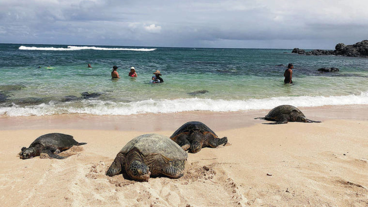 beach sea turtle baby/'s first Christmas ornament Hawaii coastal
